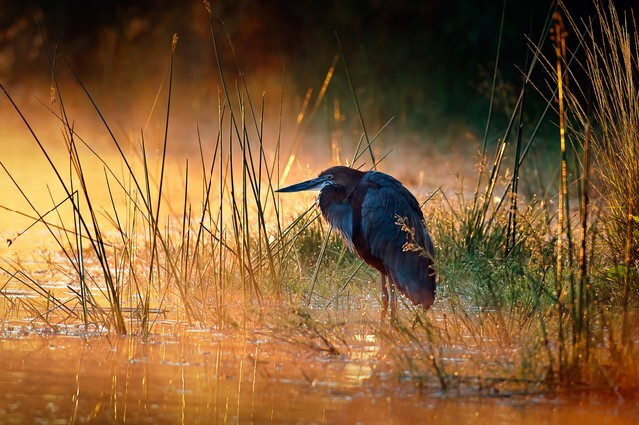Goliath heron (Ardea goliath) with sunrise over misty river - Kruger National Park (South Africa)
